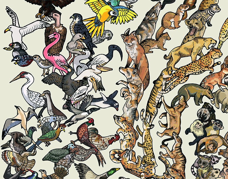 Tree of Life Poster Animal Evolution Colour Etsy