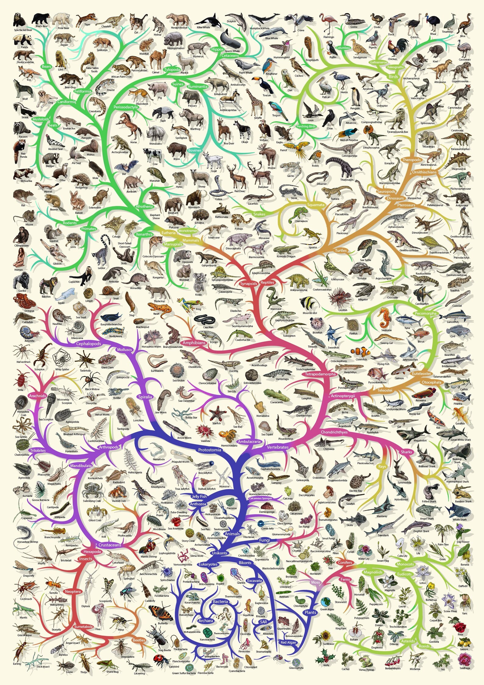 Darwinian Theory of Evolution Poster Plants and Animals Etsy