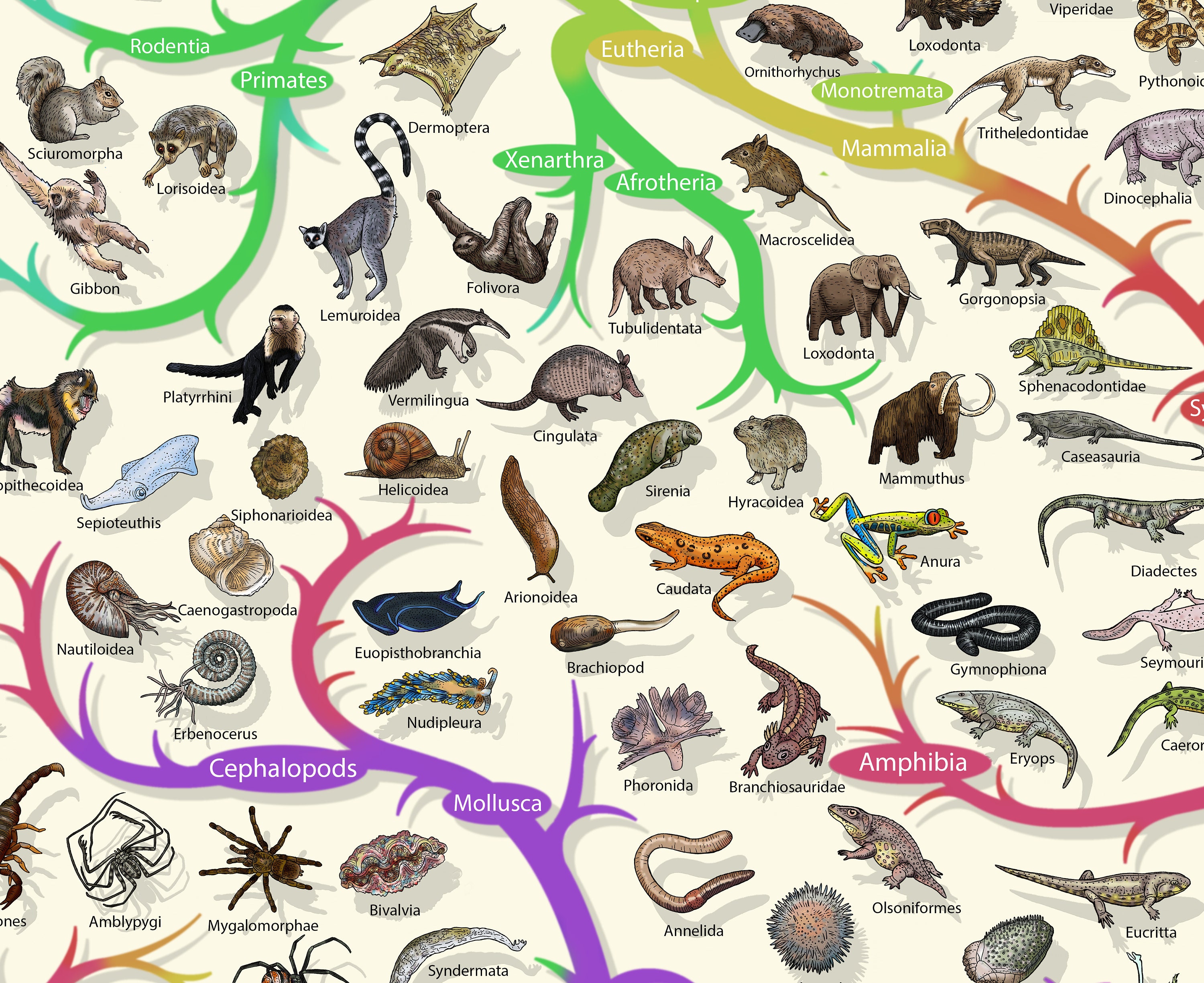 Darwinian Theory of Evolution Poster Plants and Animals - Etsy Canada Darwinian Theory of Evolution Poster Plants and Animals - Etsy Canada