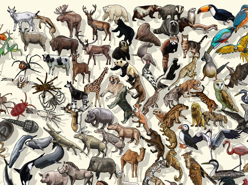 Darwinian Theory of Evolution Poster Plants and Animals