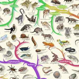 Phylogenetic Tree of Life Poster: Darwinian Evolution Art - Etsy