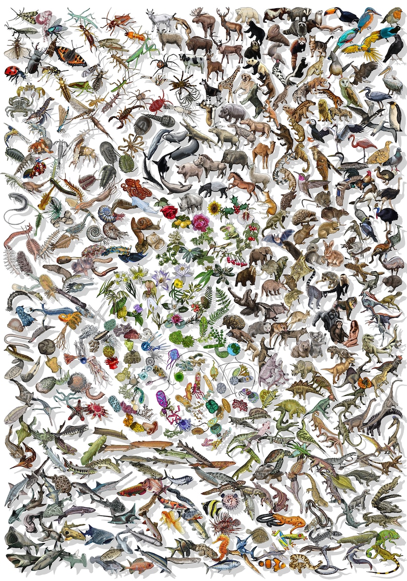 Darwinian Theory of Evolution Poster Plants and Animals