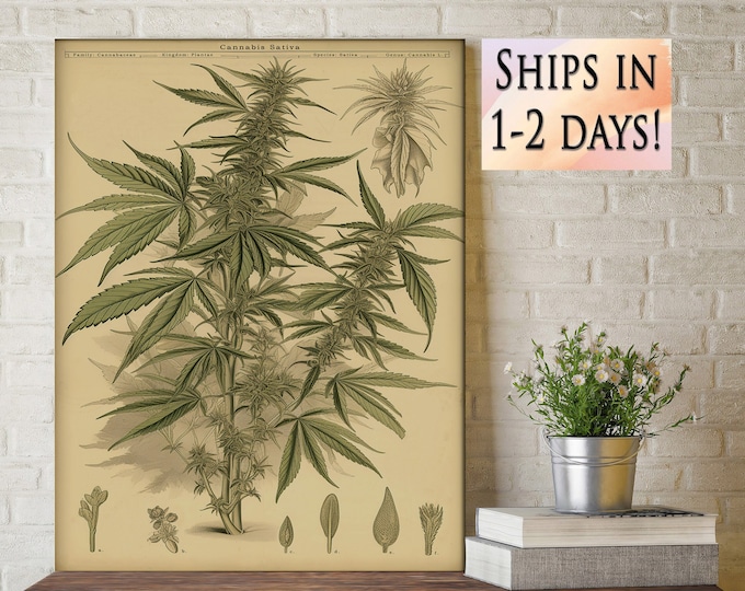 Vintage Cannabis Botanical Print Marijuana Botanical Art Marijuana Medicinal Drug Plant Wall Art Pot Grass Weed Print Cannabis sativa V1