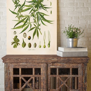 Cannabis Sativa botanischer Druck Canabis Druck antikes Cannabis Poster Cannabis Kunst botanischer Druck Marihuana Stoner Party Geschenk Wanddekor