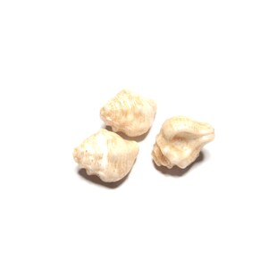 May include: Three small, beige seashells with textured surfaces are arranged on a white background. The shells have a natural, organic appearance, with subtle variations in color and shape. The image is well-lit, highlighting the details of the shells.