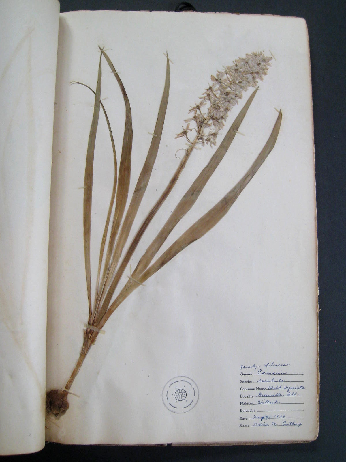 Herbarium 1924 Pressed Plant Book 50 Pages Greenville, Ohio - Etsy