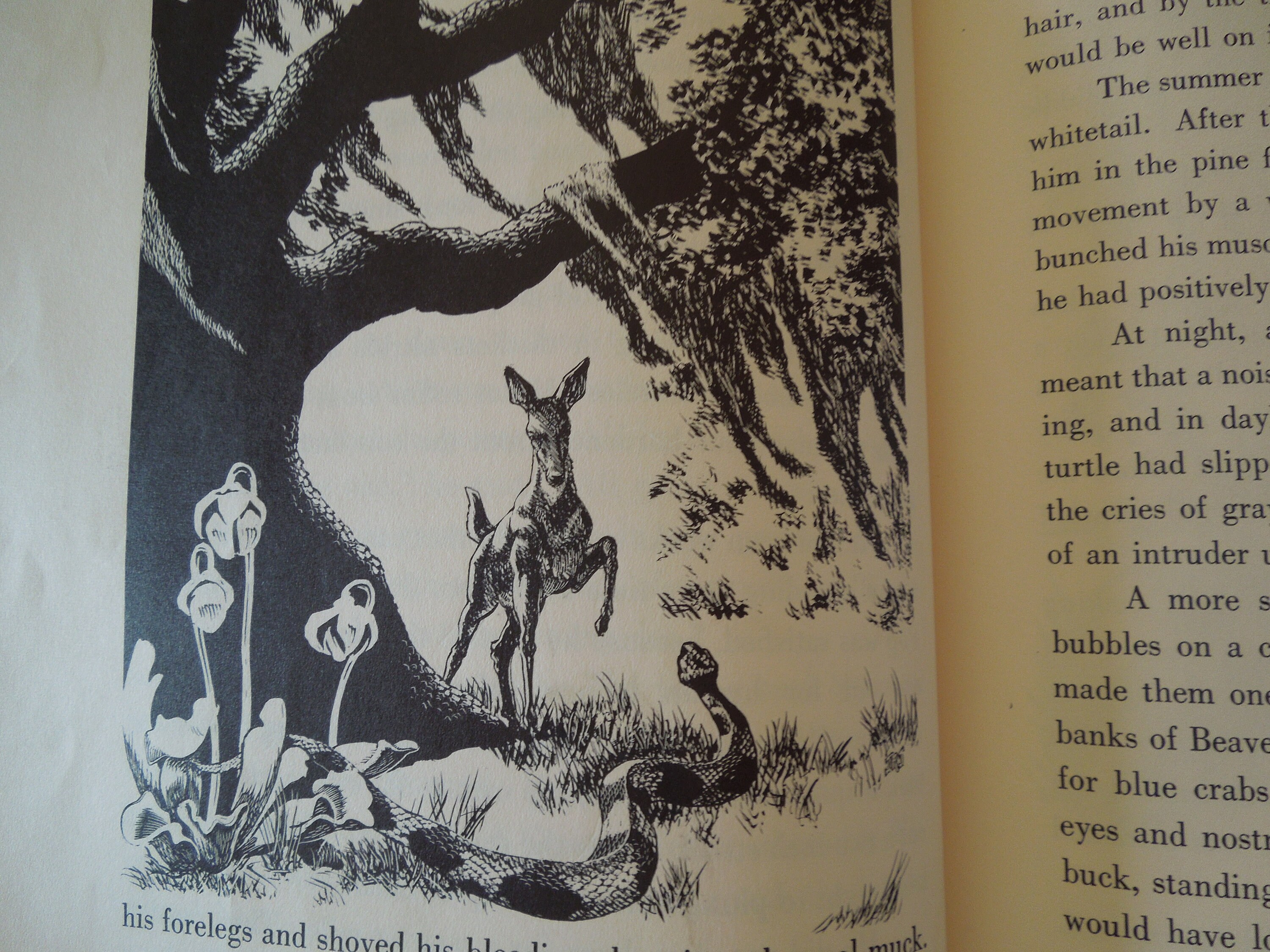 Big Cypress Buck by James Ralph Johnson Copyright 1957 Published by ...