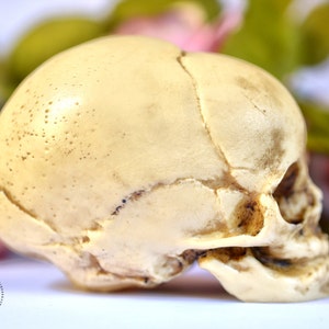 Skull replica real size resin fetus skull aged bone color Goth Oddity home decor or craft supply. image 3