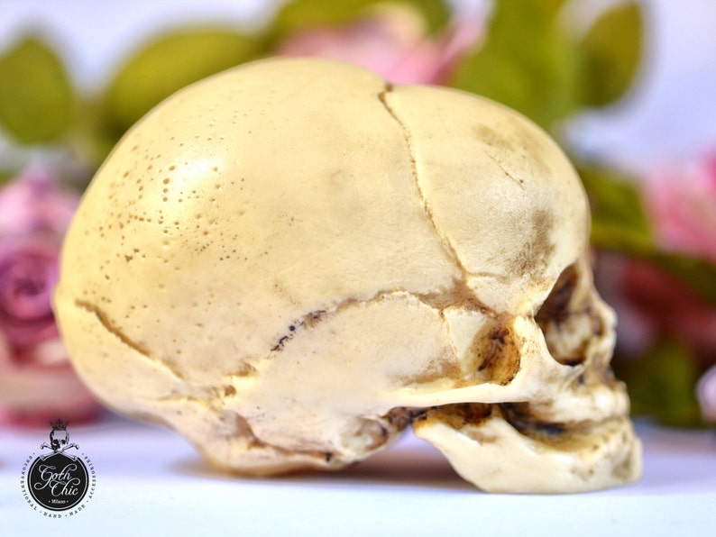 Skull replica real size resin fetus skull aged bone color Goth Oddity home decor or craft supply. image 3