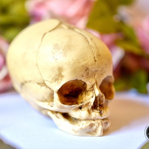 Skull replica real size resin fetus skull aged bone color Goth Oddity home decor or craft supply. image 1