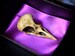 Oddity home decor - Raven Skull replica 