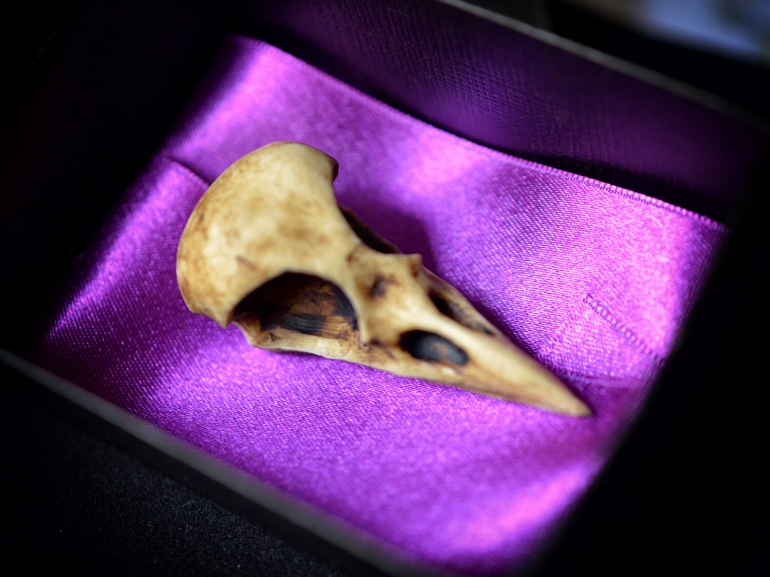 Oddity home decor - Raven Skull replica