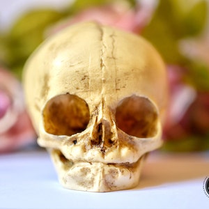 Skull replica real size resin fetus skull aged bone color Goth Oddity home decor or craft supply. image 2