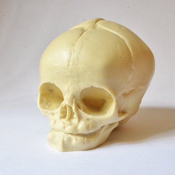 Skull  - real size resin fetus skull natural bone color - Goth Oddity home decor or craft supply. -