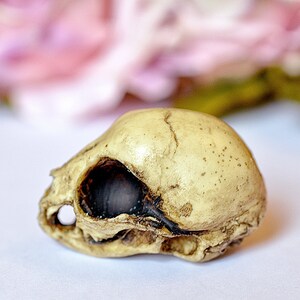 Kitten Skull replica with customizable handmade certificate and gift box aged bone color image 3