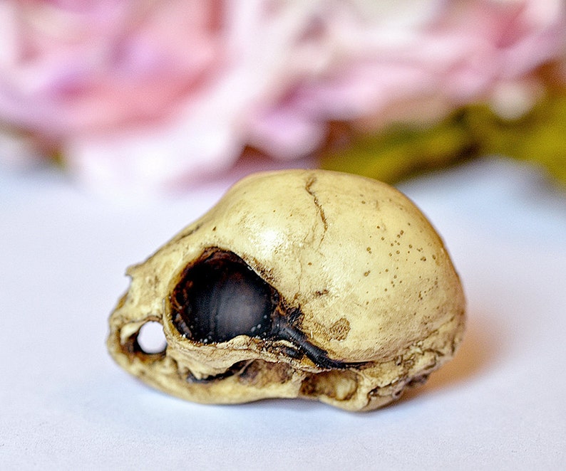 Kitten Skull replica with customizable handmade certificate and gift box aged bone color image 3