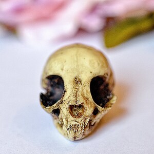 Kitten Skull replica with customizable handmade certificate and gift box aged bone color image 2