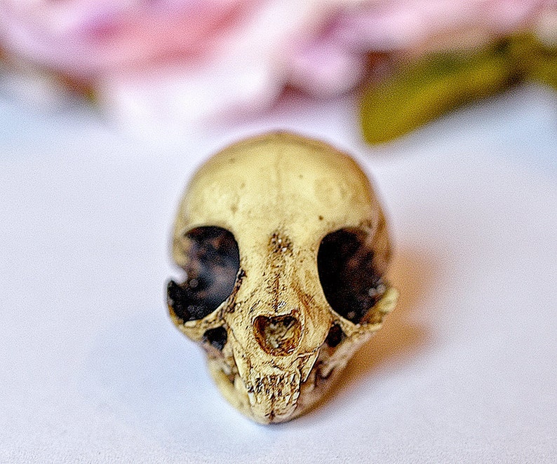 Kitten Skull replica with customizable handmade certificate and gift box aged bone color image 2