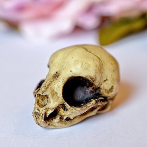 Kitten Skull replica with customizable handmade certificate and gift box aged bone color image 1