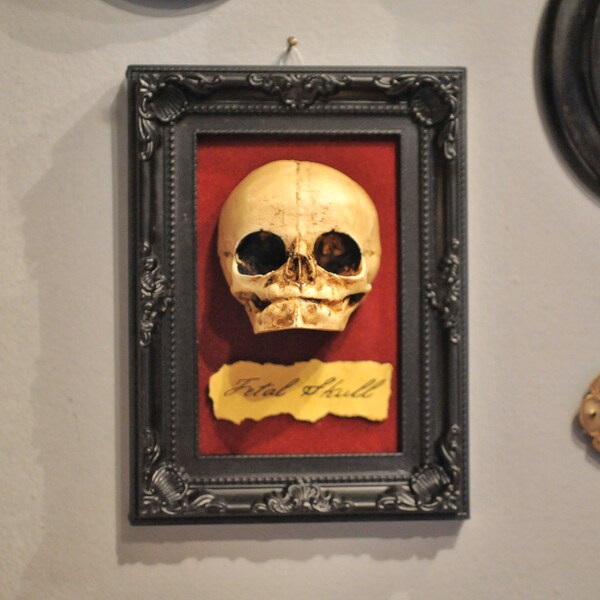 Oddity - Fetal Skull display replica  - Victorian Oddities wall decor