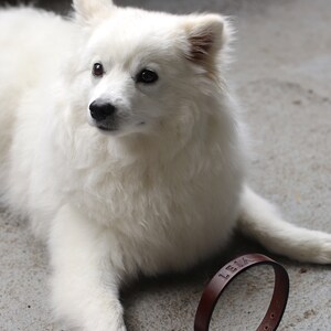 Peut inclure: Un chien blanc et duveteux avec un collier en cuir marron qui dit "LEILA" est couch&eacute; sur une surface en b&eacute;ton gris.