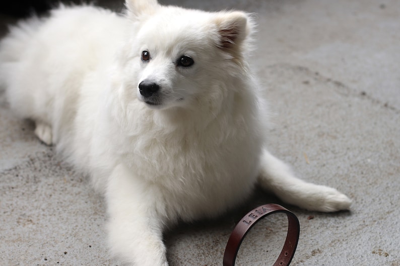 Peut inclure: Un chien blanc et duveteux avec un collier en cuir marron qui dit "LEILA" est couch&eacute; sur une surface en b&eacute;ton gris.
