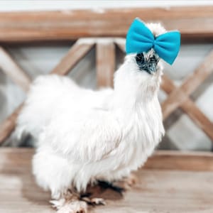 Silkie Chicken Tulle Hair Bows: Handmade Pet Accessories, Set of 3