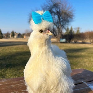 Silkie Hair Bows - Hair Bow for Silkies - Chicken Accessories - Chicken Hair Bows - Accessories for Chickens - Bows for Chickens - Silkie