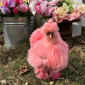 Silkie Chicken Tulle Hair Bow: Mini Chicken Accessories