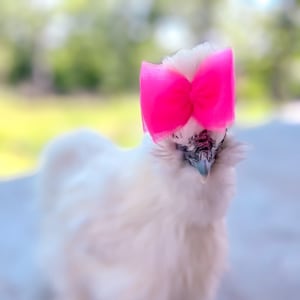 Silkie Hair Bows - Hair Bow for Silkies - Chicken Accessories - Chicken Hair Bows - Accessories for Chickens - Bows for Chickens - Silkie