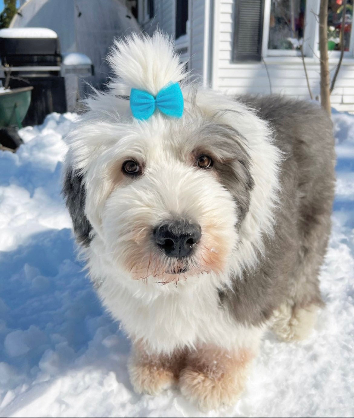 Mini Tulle Dog Bow: Handmade Puppy Hair Accessory - Etsy