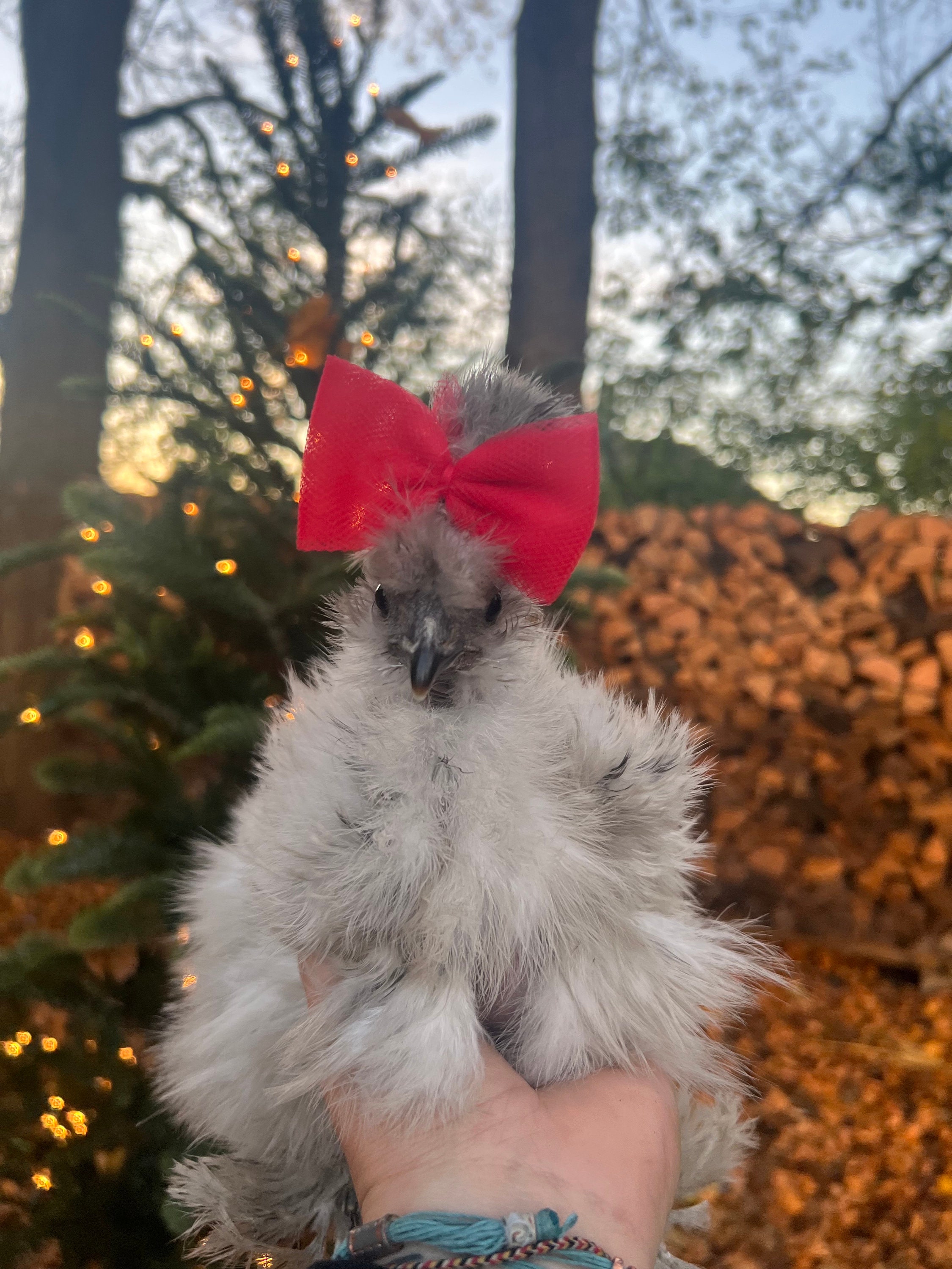 Silkie Chicken Tulle Hair Bow: Colorful Chicken Accessories - Etsy