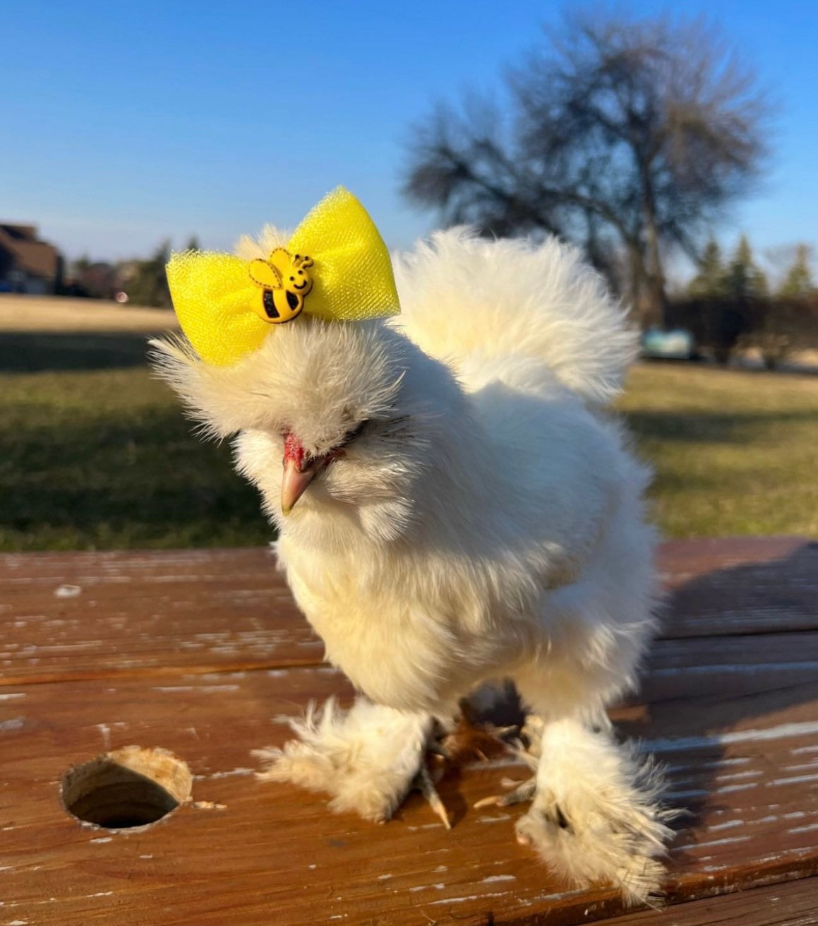 Silkie Chicken Hair Bow: Mini Tulle Bee Accessory - Etsy, image size:1159x1311