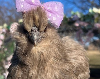 Silkie Hair Bows - Hair Bow for Silkies - Chicken Accessories - Chicken Hair Bows - Accessories for Chickens - Bows for Chickens - Silkies