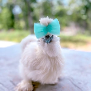 Mini Tulle Hair Bow for Silkie Chickens: Colorful Chicken Accessories