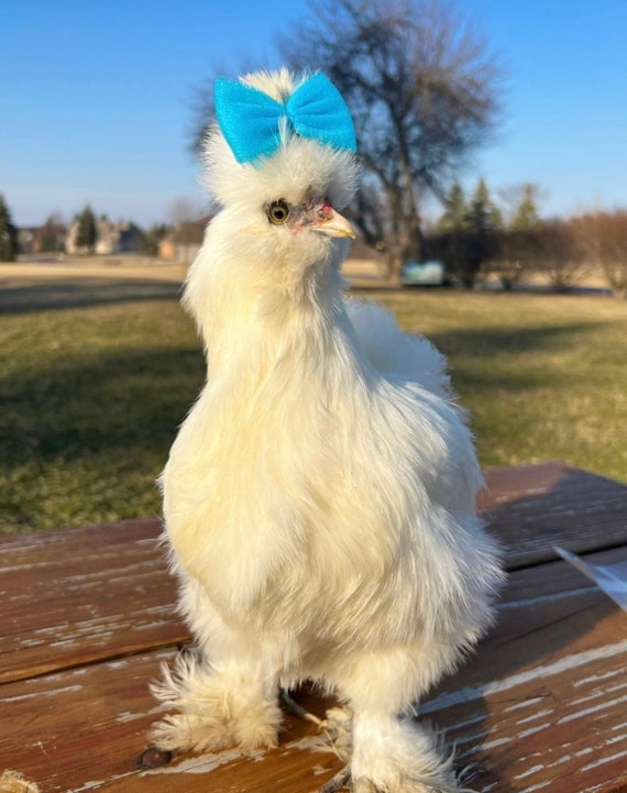 Silkie Hair Bows Hair Bow for Silkies Chicken Accessories Chicken Hair Bows Accessories  for Chickens Bows for Chickens Silkie 