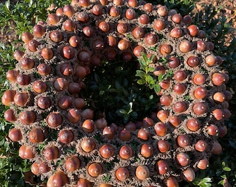 Chestnut Oak Acorn Wreath with Natural Caps | Rustic Woodland Farmhouse Door or Wall Decor
