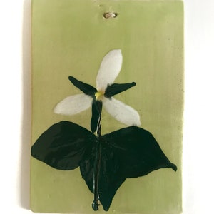 Könnte beinhalten: Eine weiße Blume mit grünen Blättern auf einem hellgrünen Hintergrund. Die Blume ist eine einzelne Blüte mit fünf Blütenblättern und einer gelben Mitte. Die Blätter sind dunkelgrün und haben eine glänzende Oberfläche.