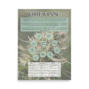 White Widow Poster - 18&quot; x 24&quot;