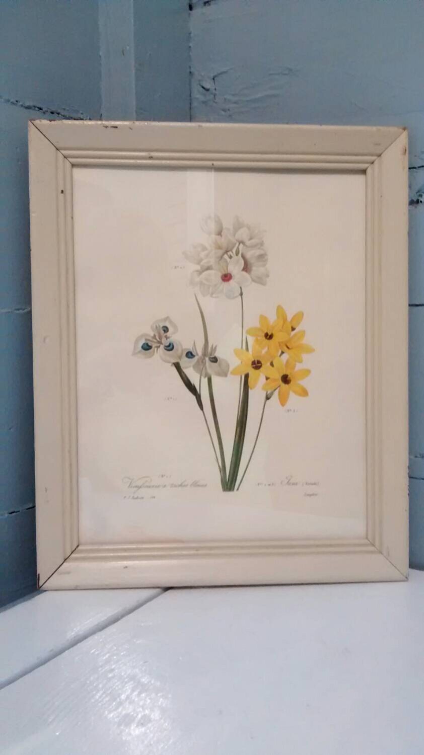 Vintage Framed Botanical Art Print by P.J. Redoute Vieufseuxie a Taches