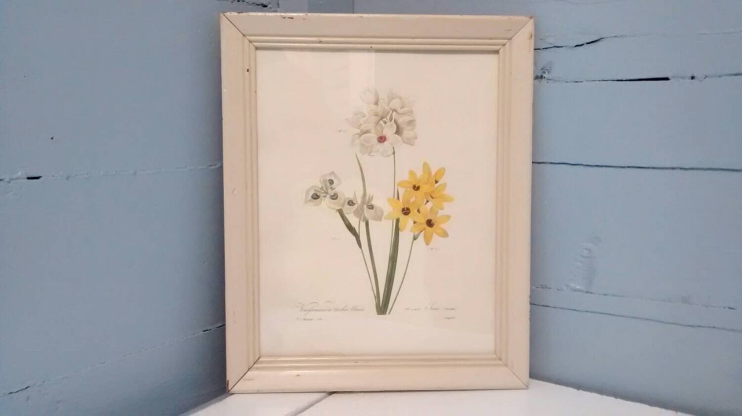 Vintage Framed Botanical Art Print by P.J. Redoute Vieufseuxie a Taches