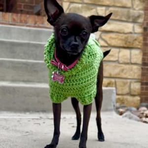 Puede incluir: Un perro peque&ntilde;o y negro con un su&eacute;ter verde brillante tejido y un collar rosa con una etiqueta. El perro est&aacute; de pie sobre una superficie de hormig&oacute;n frente a una pared de ladrillo y piedra. El su&eacute;ter cubre el pecho y las patas superiores del perro.