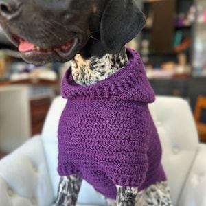 May include: A purple crochet dog sweater with a hood. The dog is a black and white pointer mix. The sweater is a solid color and appears to be handmade. The dog is sitting on a white chair.