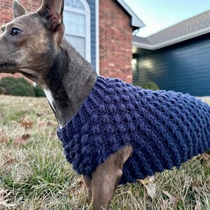 May include: A small brown and white dog wearing a dark blue knitted sweater. The sweater has a textured, puffy design.