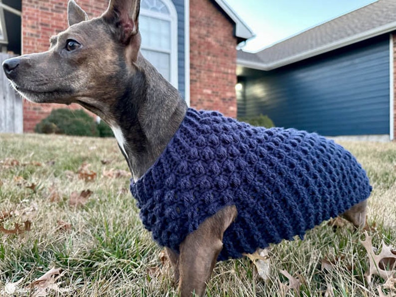 May include: A small brown and white dog wearing a dark blue knitted sweater. The sweater has a textured, puffy design.
