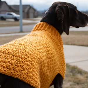 May include: A brown dog wearing a yellow crocheted sweater. The dog is standing on a sidewalk with a blurry background of houses and a street.