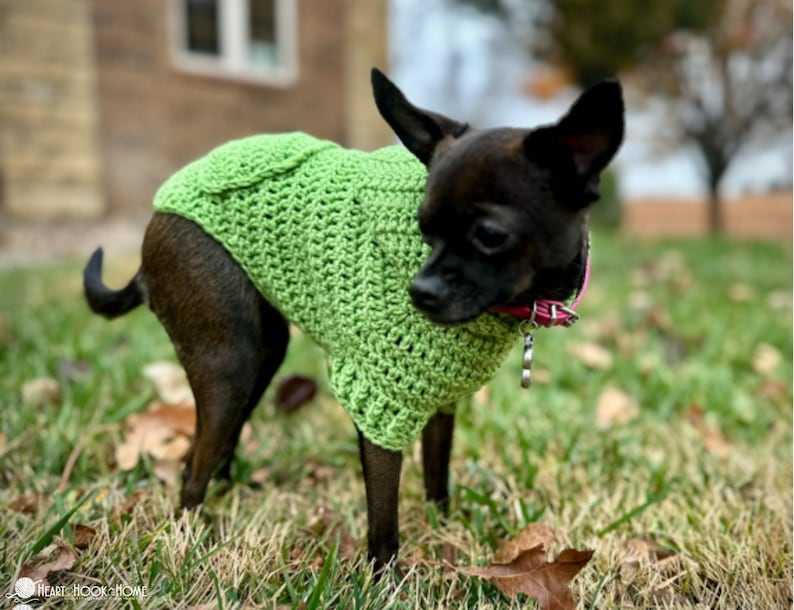 Puede incluir: Un perro peque&ntilde;o y negro con un su&eacute;ter verde brillante tejido a crochet. El perro est&aacute; de pie en una zona cubierta de hierba con hojas ca&iacute;das. El su&eacute;ter tiene un patr&oacute;n texturizado y cubre la espalda y el pecho del perro.