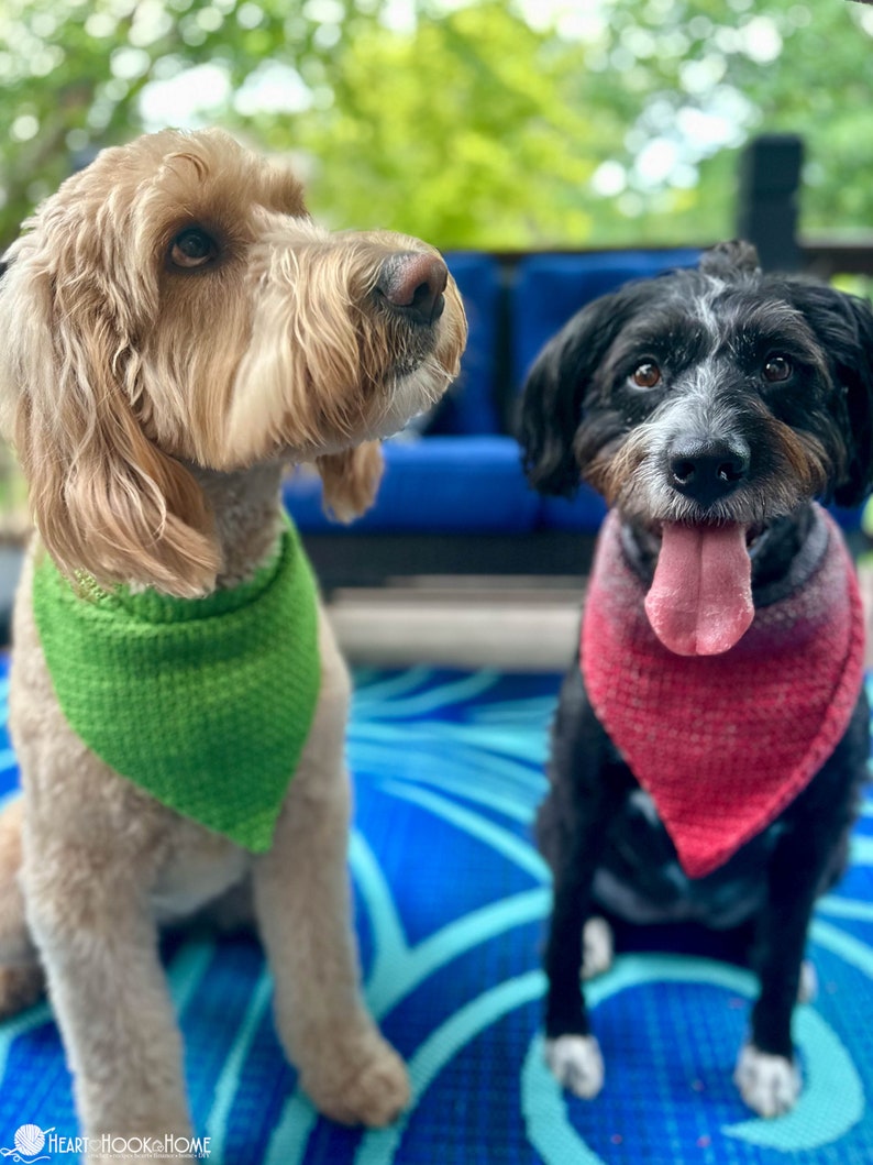Pode incluir: Dois c&atilde;es usam bandanas triangulares para animais de estima&ccedil;&atilde;o. O c&atilde;o castanho claro &agrave; esquerda usa uma bandana texturizada verde brilhante. O c&atilde;o preto e branco &agrave; direita usa uma bandana texturizada com gradiente de vermelho e rosa.