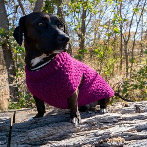 Stellar Dog Sweater - Etsy