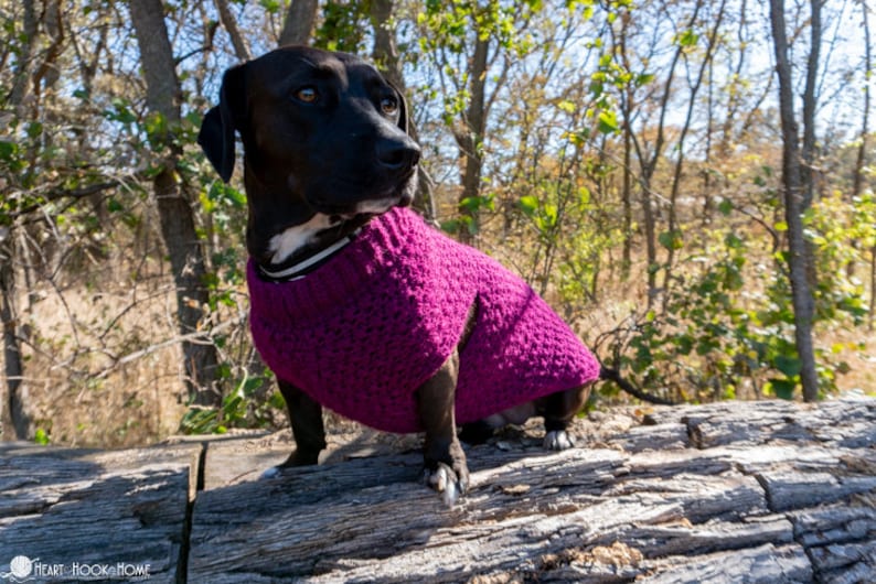 Stellar Dog Sweater image 5
